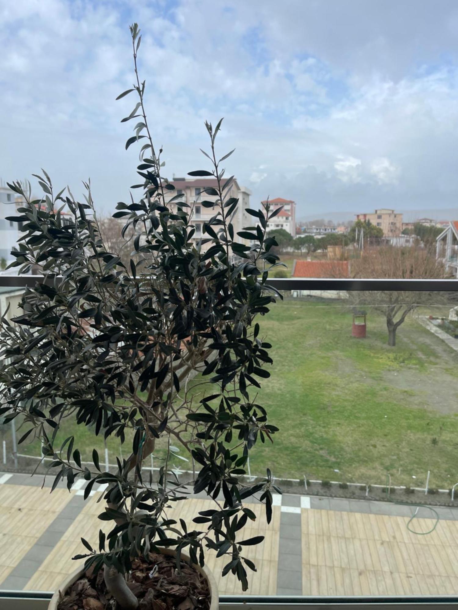 Апартаменты Olivea